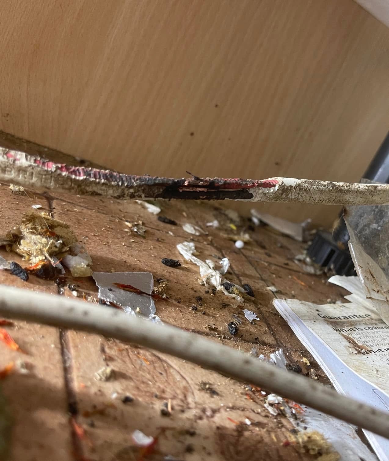 Cable with its sheath chewed through by rodents under a kitchen unit
